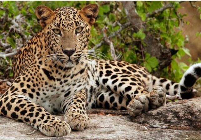 Sri Lanka